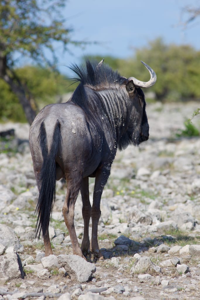 Le gnou bleu d’Étosha