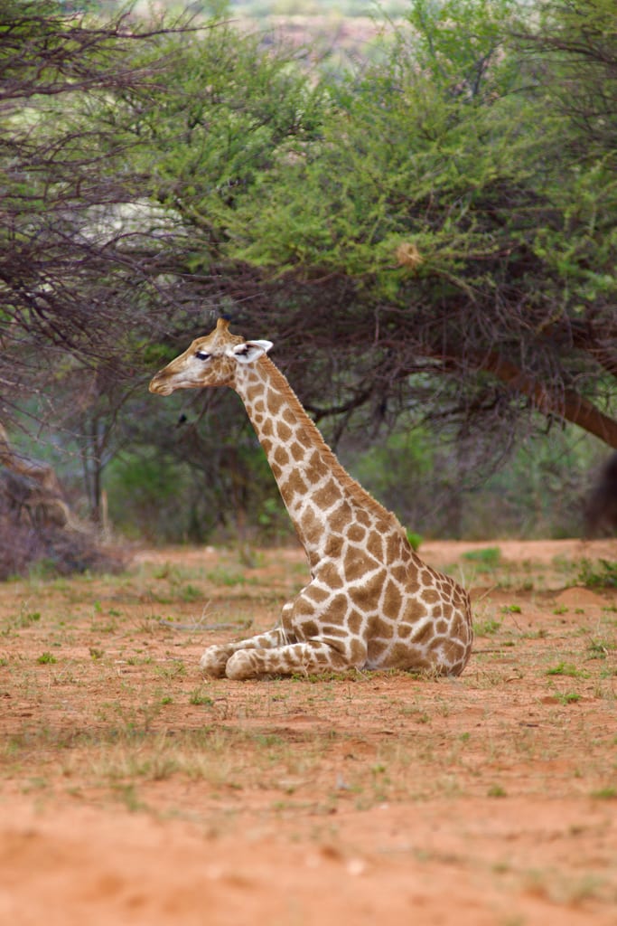 Girafon se reposant à l'ombre