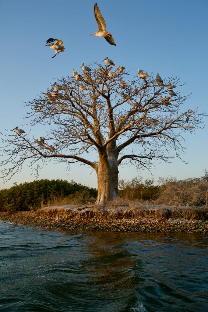 Les pélicans et le baobab