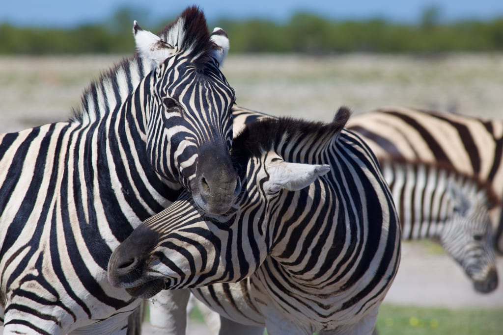 Couple de zèbres se câlinant
