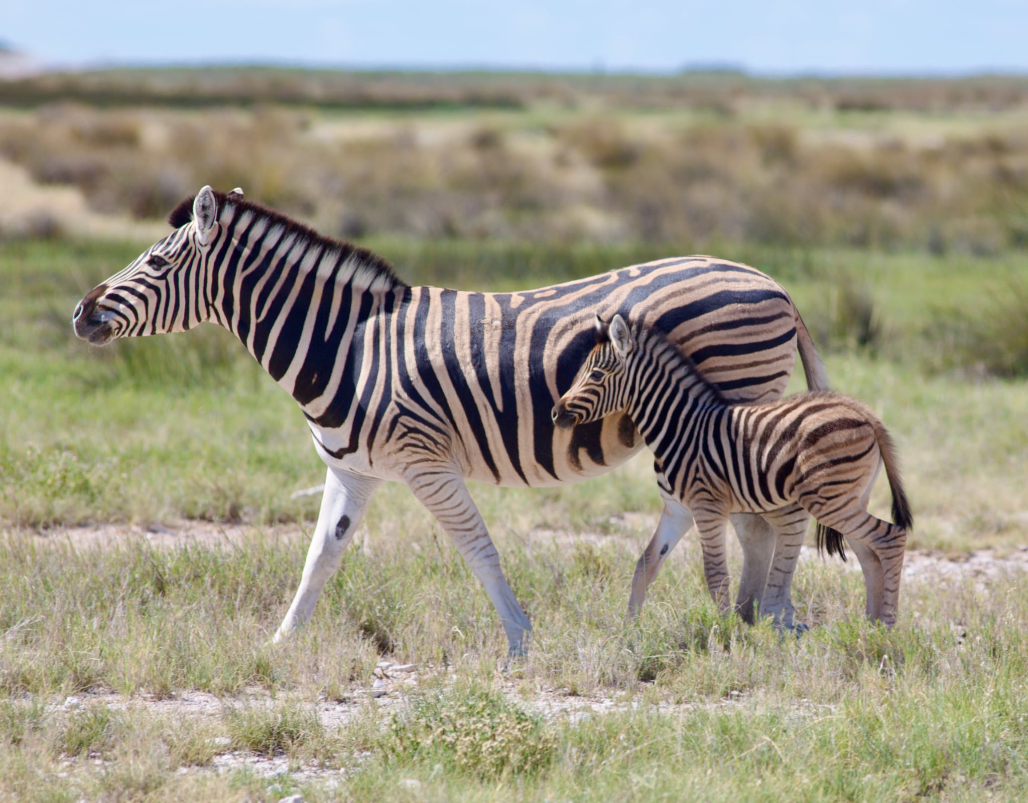 La zebrelle et son zébreau
