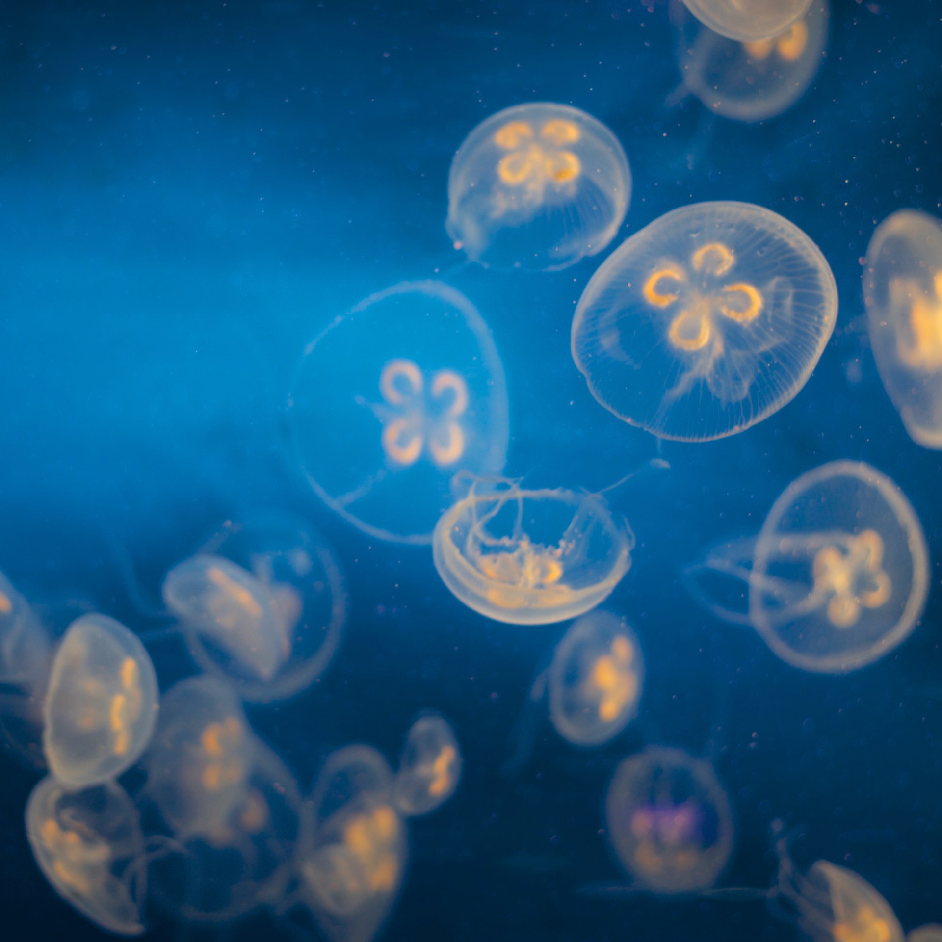 Méduses de l'Atlantique